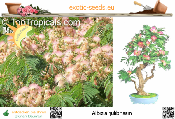 Albizia julibrissin, Seidenbaum, Schlafbaum, Bonsai, 20 Samen
